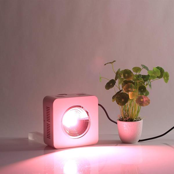 600mA COB Full Spectrum LED Grow Lights 300 W Dustproof 50,000 Hours Lifespan