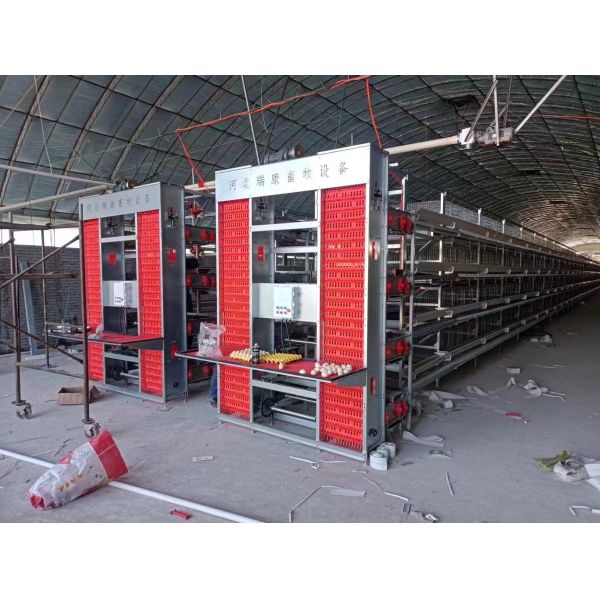 Automatic Poultry Farming Equipment with Durable Construction Easy-Clean Design and Automatic Feeding System