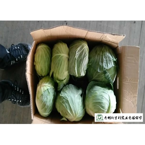 Affordable Raw Cabbage , Folic Acid And Potassium Cabbage Family Vegetables