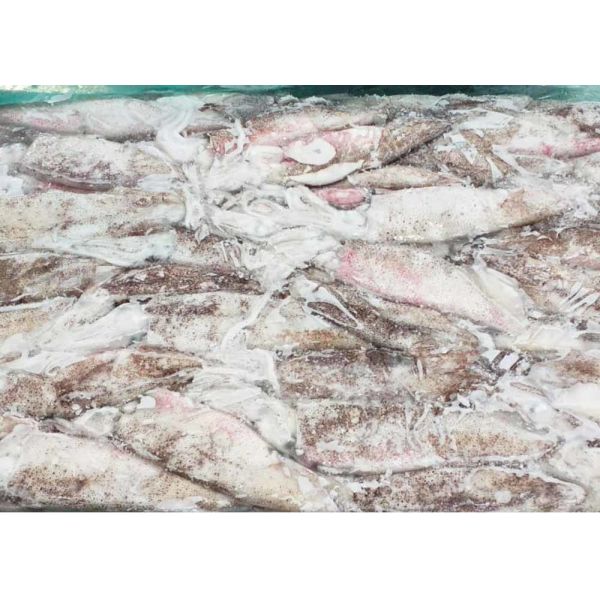 No Additives Frozen Illex Squid 13cm Size Polyethylene Bag Packaging