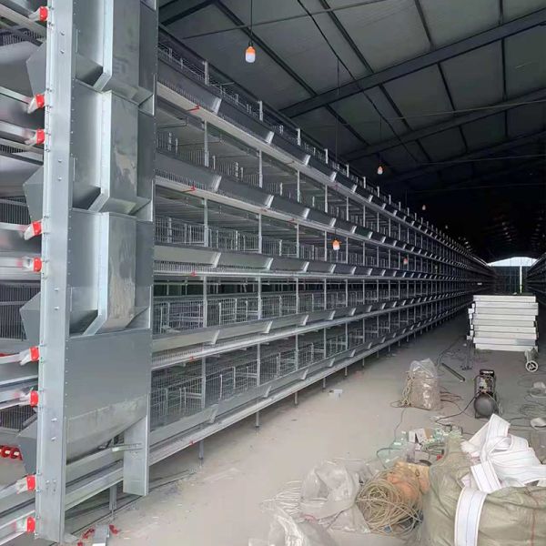 H Type Automatic System Chicken Cage layer Poultry Farming Equipment