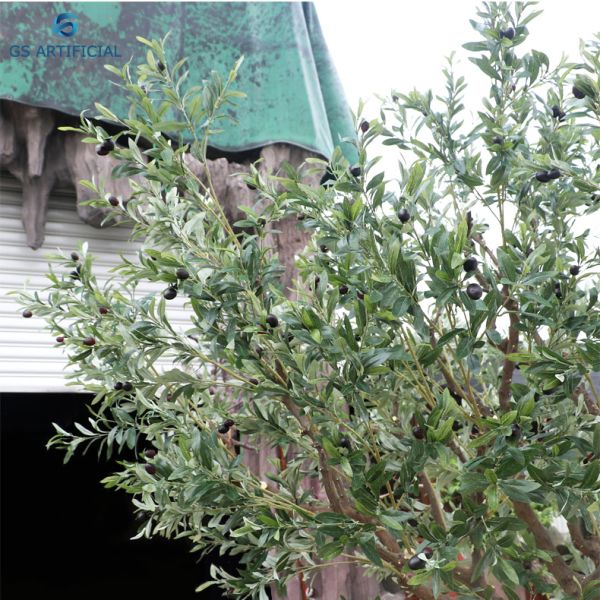 Moisture Resistant Natural Plants Olive Tree Bonsai For River Side And Park
