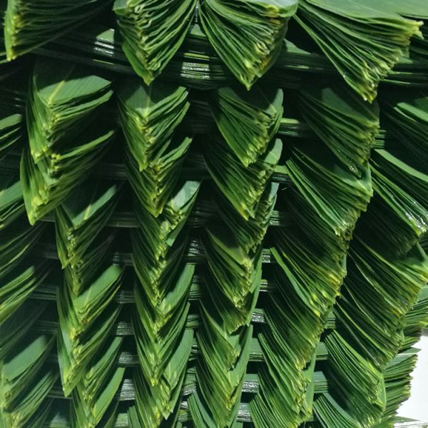 Wholesale Natural Sushi Fresh Bamboo Leaf Leaves
