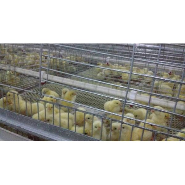 High Quality A Frame Brooding Chicken Cage Pullet Cage With Electro-Galvanized