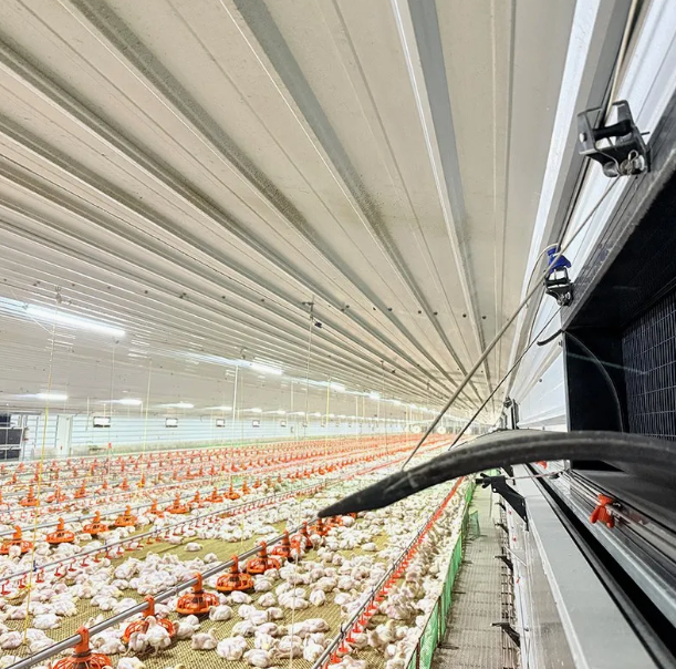 Smart Control High-Efficiency Modular Poultry House for Automated Chicken Farm Structure