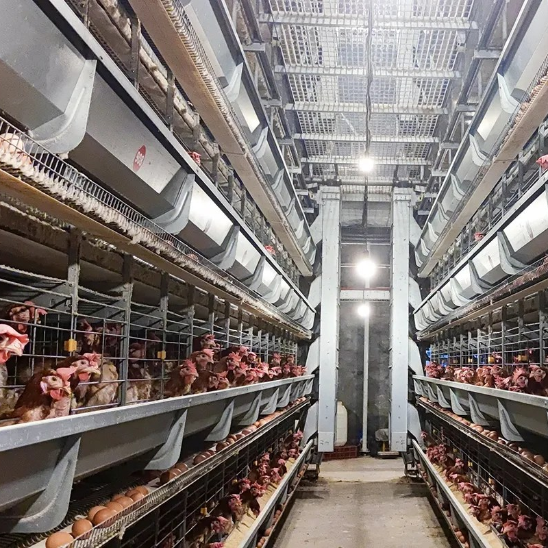 Automatic Layer Chicken Cage System with Hot-Dip Galvanized Steel Multi-Tier Manure Removal and Automated Feeding