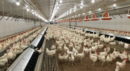 Easy Disassembly Good Ventilation Prefabricated Steel Structure Chicken Shed Poultry House