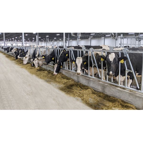 Cowshed Prefabricated with Light Steel Structure Frame and ISO9001 2008/CE/BV Certified