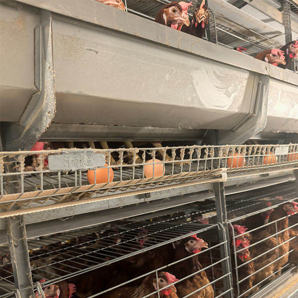 Automatic Layer Chicken Cage System with Hot-Dip Galvanized Steel Multi-Tier Manure Removal and Automated Feeding