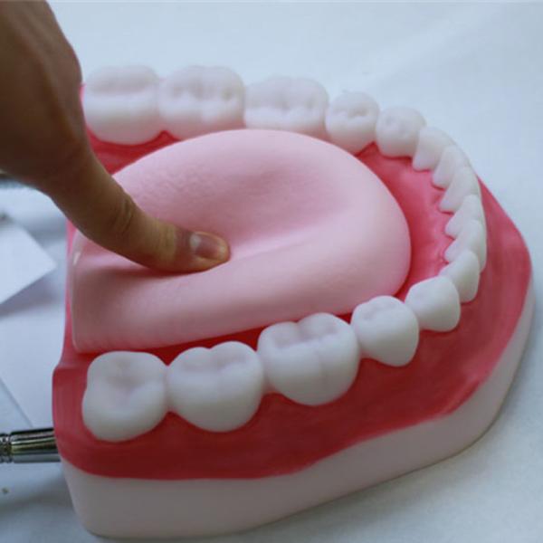 Human Anatomical 6 Times 32 Teeth Dental Care Model
