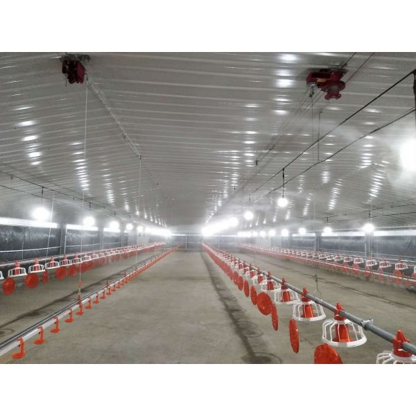 Steel Poultry House with Programmable Controller Exhaust Fan Solution and 50 Years Lifespan for Broiler Chicken Farm
