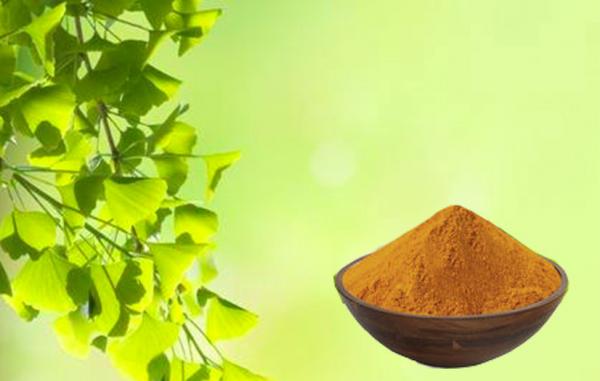Quality CHP2015 Ginkgo Biloba Leaf Extract With GACP Planting Base for sale
