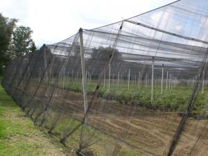 Buy cheap High Tensile Strength insect netting for greenhouse Black 0.6 * 0.6mm ISO 9001 product