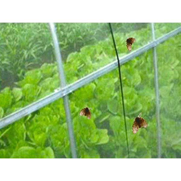 Greenhouse Garden Netting For Agriculture Accessories