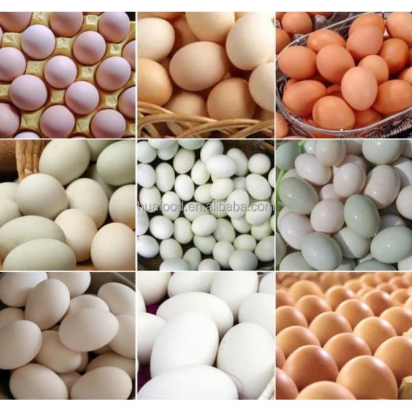 High Quality Grade High Speed Zenyer Egg Drying Dirty Seperate Removing Machine