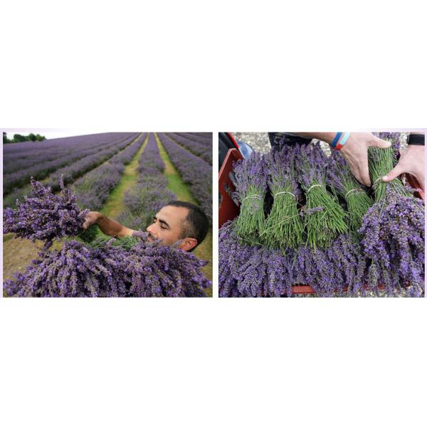Deep Moisturizing Face Mask , Lavender Essential Oil Face Mask For Damage Repairing