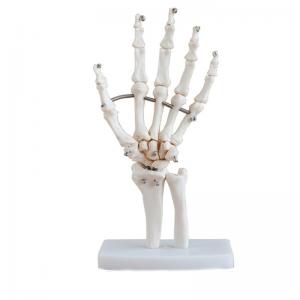 Buy cheap Medical Anatomy Human Finger Bone With Articulated Joints Wrist Ulna And Radius product