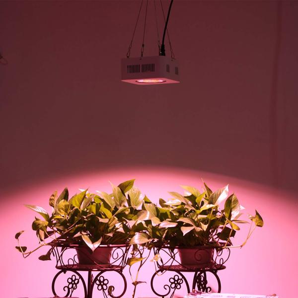 600mA COB Full Spectrum LED Grow Lights 300 W Dustproof 50,000 Hours Lifespan