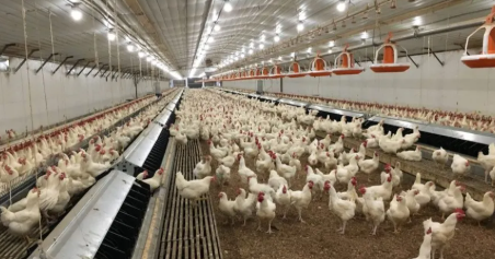 Low Maintenance Cost Prefabricated Steel Structure Poultry House with Suitable Temperature Control