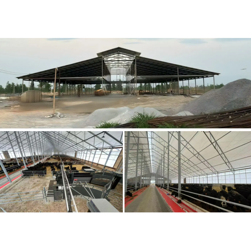 Hot-DIP Galvanized Steel Structure Cow Shelter with Customizable Span and Earthquake Resistant Design