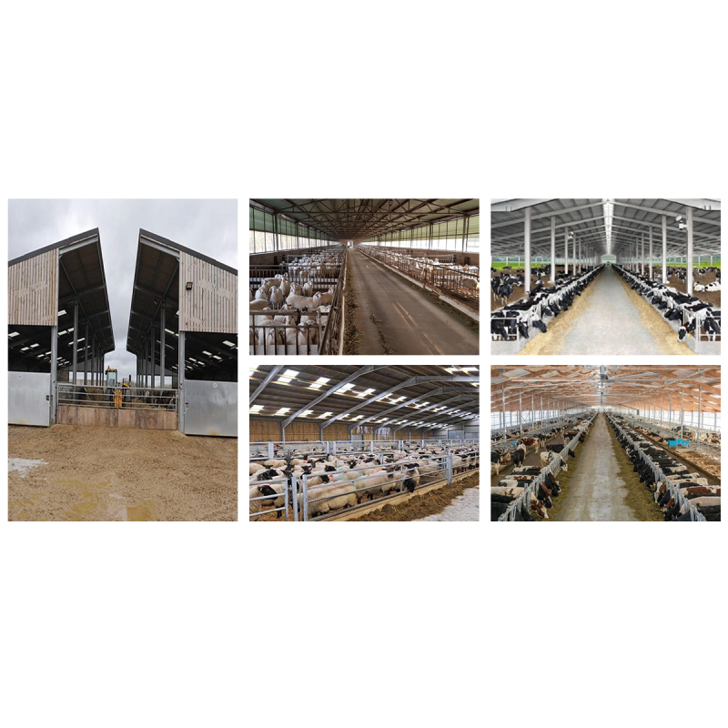 Automatic Poultry House Light Steel Structure Poultry Shed Modern Chicken Farm For Broilers