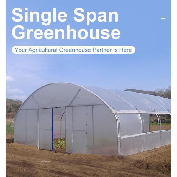 Hydroponic Growing System Single-Span Tunnel Plastic Film Greenhouse Agricultural