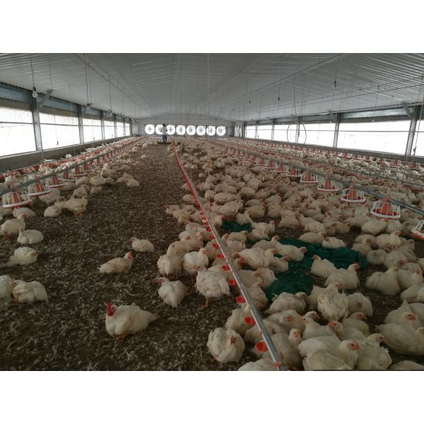 Fully Automatic Smart Poultry Farm Construction with Galvanized Steel Frame and Modular Design