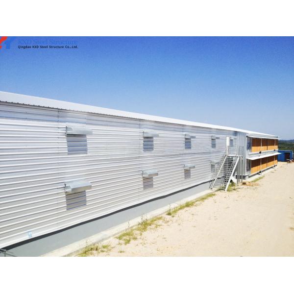 Steel Structure Poultry Shed for Broilers and Layers