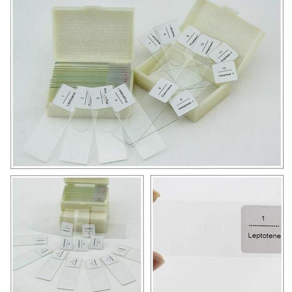 Glass 12pcs Onion Meiosis Prepared Botany Slides For School Research