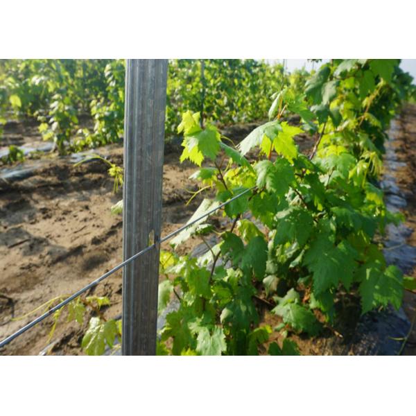 Waterproof Metal Grape Vine Stakes Hot Dipped Galvanized Eco Friendly