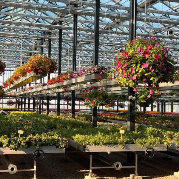 Lightweight Polycarbonate Venlo Greenhouse for Hydroponic Petunia Cultivation