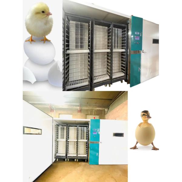 Hatching Rate 98% Large Scale Automatic Chicken Egg Incubator 19200