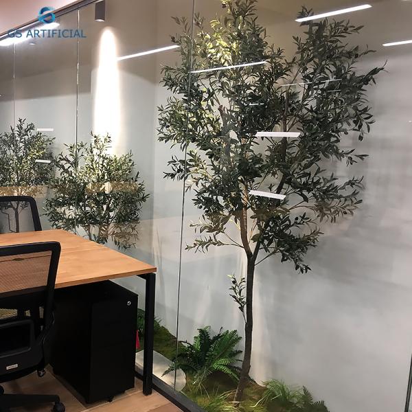 Moisture Resistant Natural Plants Olive Tree Bonsai For River Side And Park