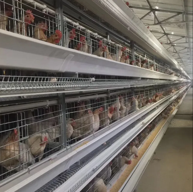 Automatic Broiler Cage with Detachable Structure, Adjustable Supporting Frame, and Hot-Dip Galvanized Steel for Poultry Farming