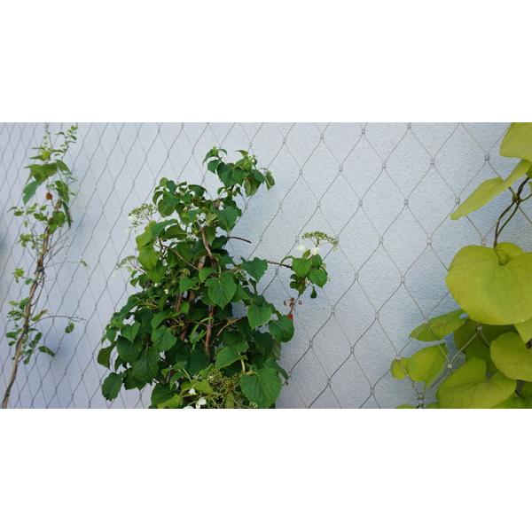 High Tech Wire Rope Plant Trellis , AISI316 2.0mm Ferruled Stainless Steel Trellis