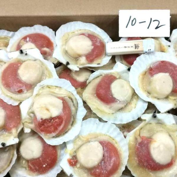 HOT SELLING High Quality Frozen Half Shell Scallop