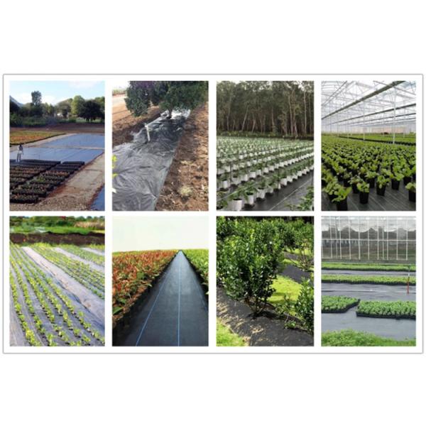 Woven PP Weed Matting, Green/Black Weedmat for Agricultural Ground Cover Fabric