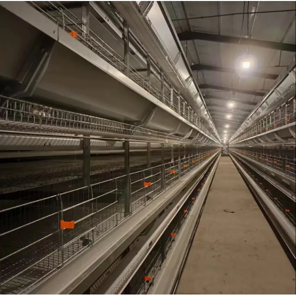 High-Efficiency Integrated Poultry House with Automated Feeding and Forced Ventilation