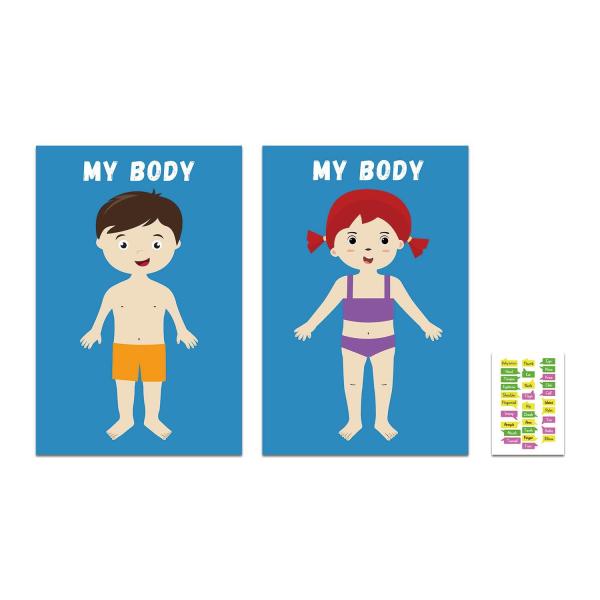 Removable Body Learning Custom Dry Erase Poster Board 48x36" With Magic Stickers