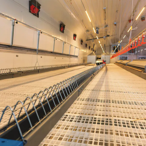 Galvanized Steel Adjustable Height Corrosion Resistant Poultry Feeding System for Broilers