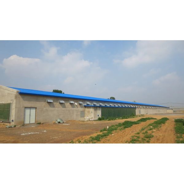 Hot-dip Galvanized Automatic Broiler Chicken Cage System with Adjustable Vents and Corrosion Resistant Design