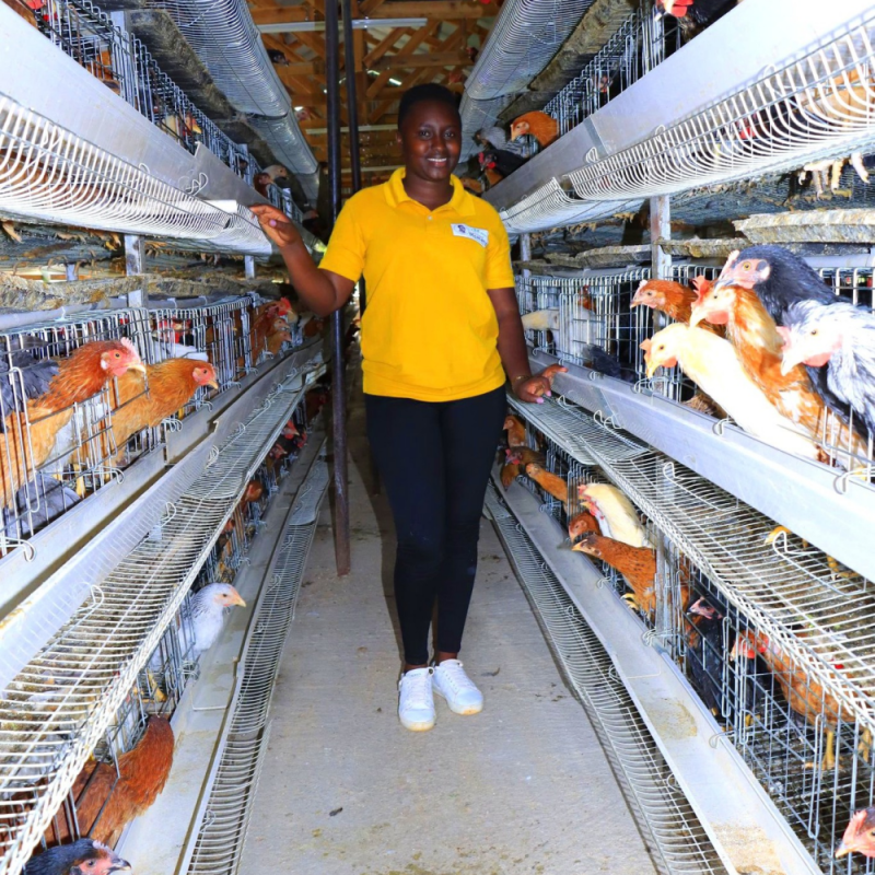 Automatic Layer Chicken Cage System with Hot-Dip Galvanized Steel Multi-Tier Manure Removal and Automated Feeding