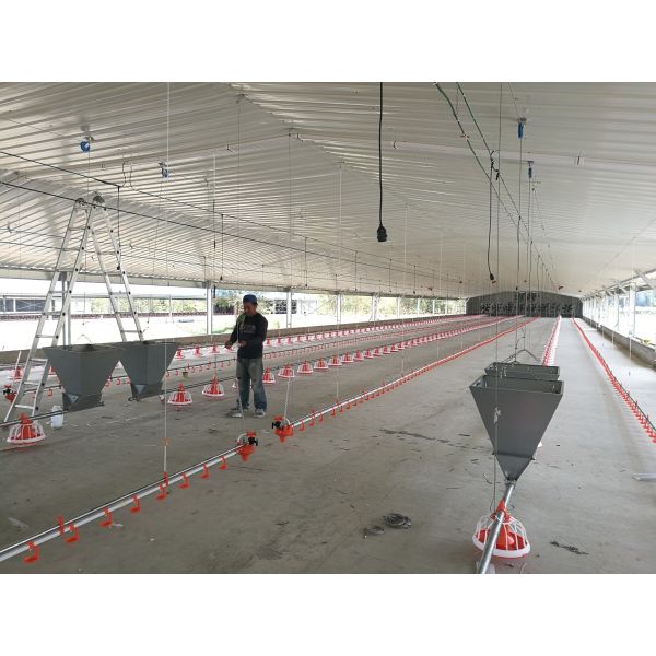 Durable Steel Structure Automated Poultry Farm Construction with Integrated Automation and Prefab Design