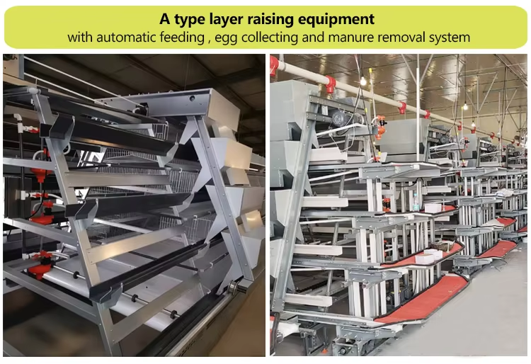 A-Type Layer Chicken Cage with Hot-Dip Galvanized Steel Automatic Feeding System and 15-20 Year Lifespan