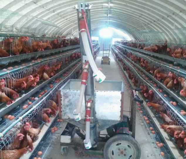 Automatic Poultry Feeding System for Smart Farming - Labor-Saving and Customizable Chicken Feeding Equipment