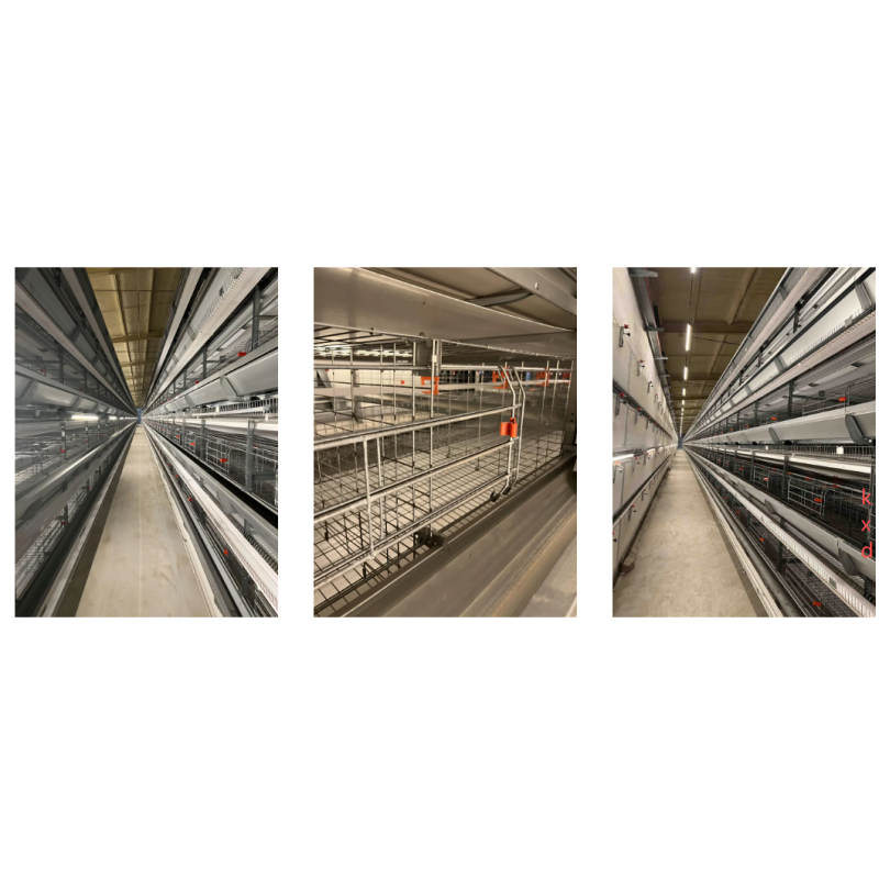 KXD Automatic Battery Cages for Laying Hens - High-Cost-Effective Corrosion Resistant Poultry Layer Farm Equipment with Automated Egg Collection