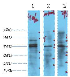 Customized NSE Mouse Monoclonal Antibodies at -20 °C Storage Temperature