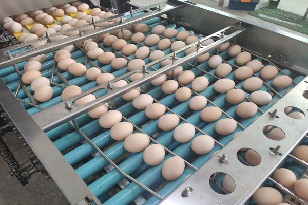 30,000 Eggs/hour LED Candling Electronic Egg Grading Sorting Machine