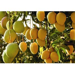 Buy cheap Continuous Mango Fruit Jam Paste Production Line Automatic from wholesalers