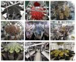 Multi Function Tomato Fruits Weighing And Packing Machine With Multihead